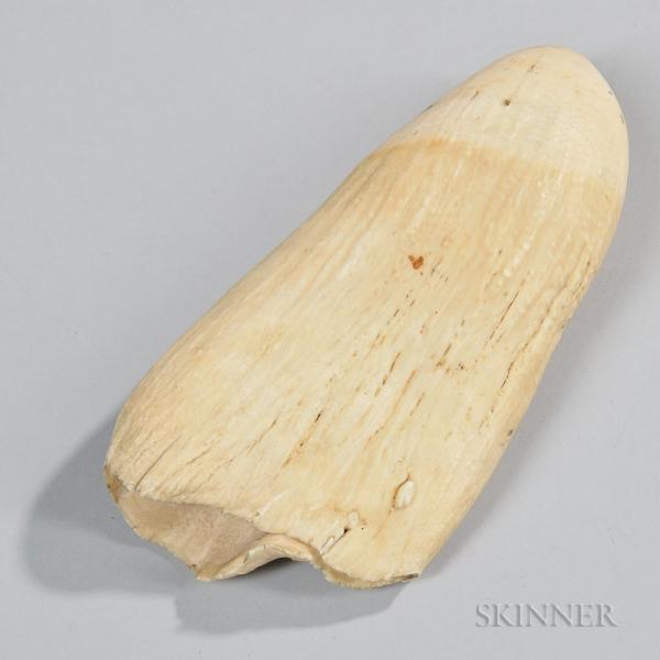 Large Whale's Tooth