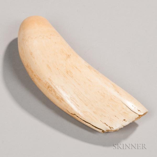 Large Polished Whale's Tooth