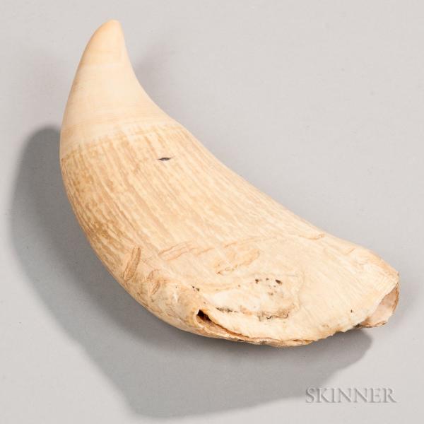 Large Whale's Tooth