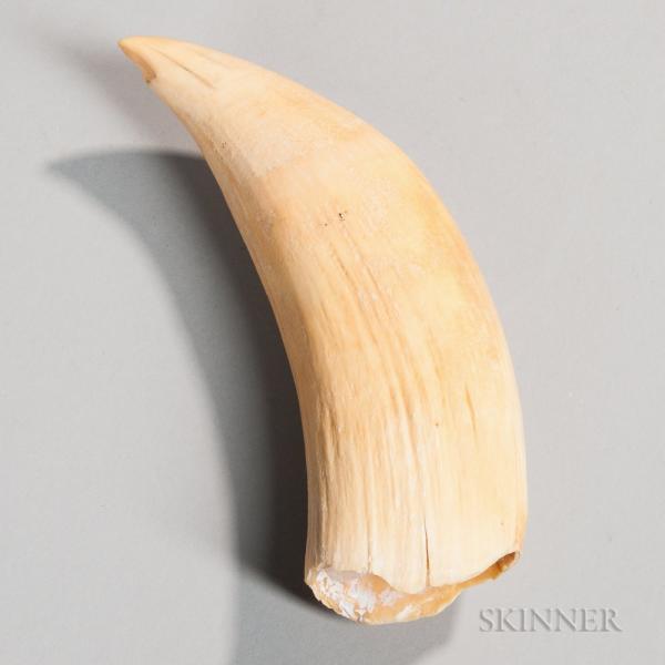 Polished Whale's Tooth