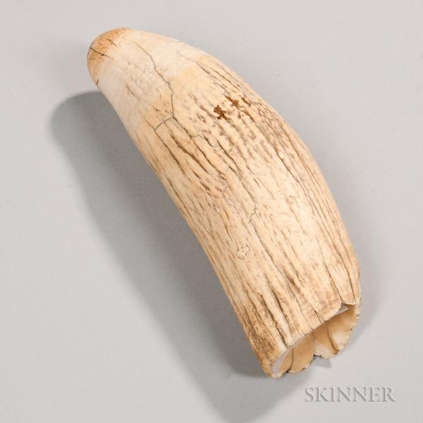 Whale's Tooth