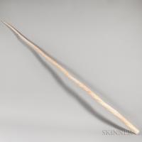 Large Narwhal Tusk